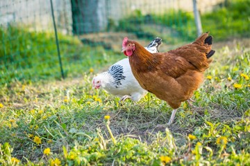 Farm chickens herd on their grassland