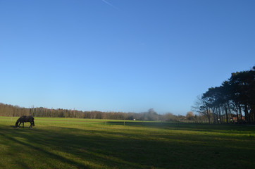 Naklejka premium Horse in meadow