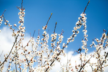 Blossom tree over nature background/ Spring flowers/Spring Background