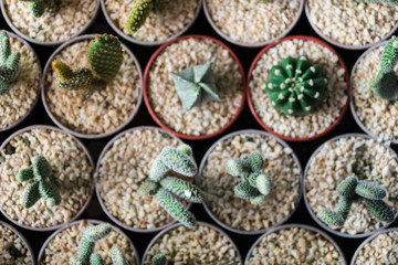 バンコク・ウィークエンドマーケット・チャトチャック市場