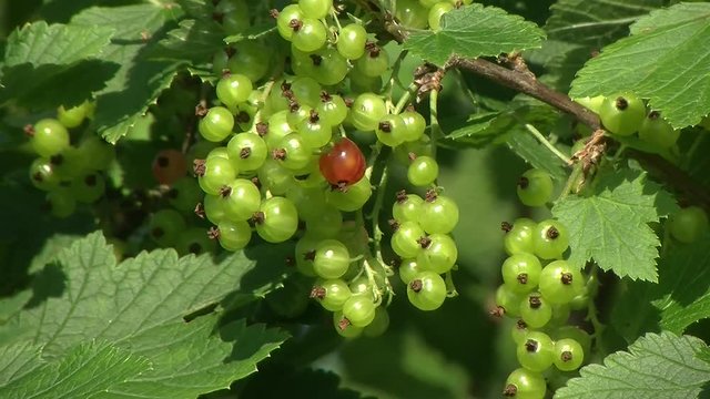 Eine rote Ribiselbeere allein unter vielen gr&uuml;nen Beeren