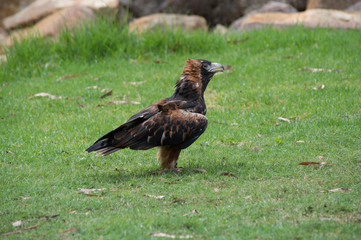 Buzzard