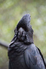 Cockatoo