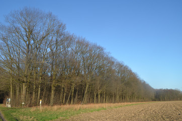 agricultural field