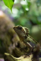 Lizard