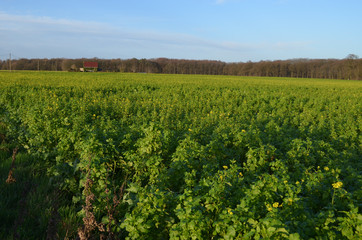 Fototapeta na wymiar Agricultural field with rape seed
