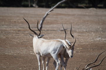 Antelope