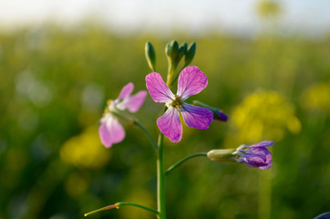 purple flower next to field