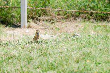 Naklejka na ściany i meble Ground Squirrel Watching From The Grass