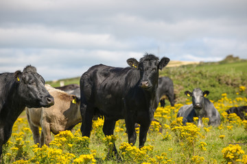 Cows in a field of yellow flowers