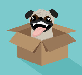 Cute dog in the box