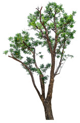 big fresh green tree isolated on white background, conservative or preservative forest concept