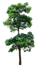 big fresh green tree isolated on white background, conservative or preservative forest concept