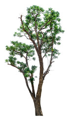 big fresh green tree isolated on white background, conservative or preservative forest concept