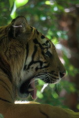 Naklejka na ściany i meble Tiger yawn