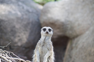 Meerkat Sentry