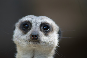 Meerkat Simple