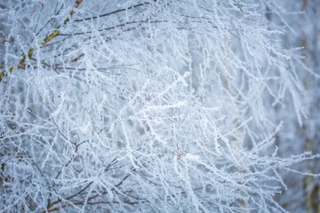 Winter abstract macro of rime on plants