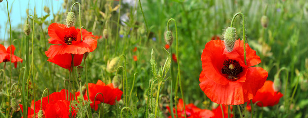 Fototapeta premium Flowering red poppies in the green wheat field. 