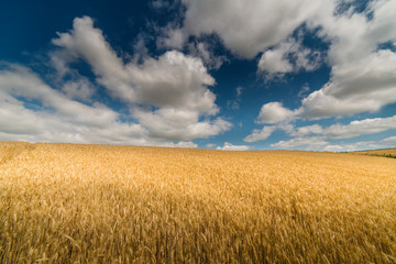 Naklejka premium Wheat field in sunny summer day