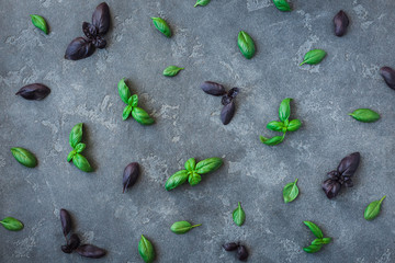 Basil pattern. Fresh different basil on black background. Flat lay, top view