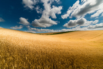 Naklejka na ściany i meble Wheat field in sunny summer day