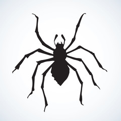 Spider. Vector illustration