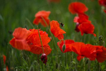 Obraz premium Wonderful poppy field in late may. Landscape with nice sunset over poppy field. Red poppies close-up.