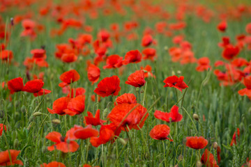 Fototapeta na wymiar A large field of poppies and other summer flowers