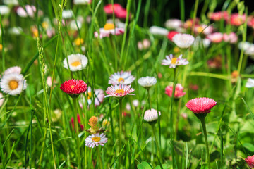 beautiful meadow flowers