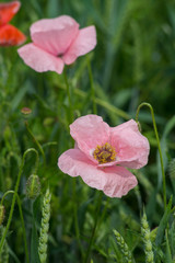 Wonderful Pink poppy on field