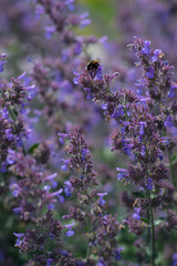 Bumble Bee on a mint flower