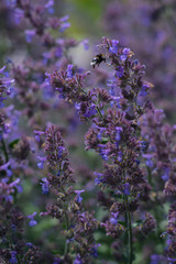Bumble Bee on a mint flower
