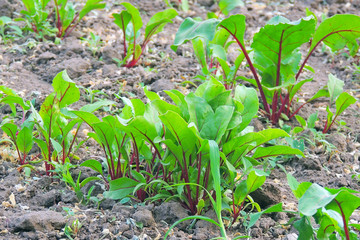 Agriculture. Beets