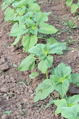 Agriculture. The garden