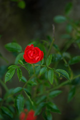 dog rose blooming