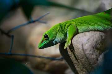 Madagascar Day Gecko