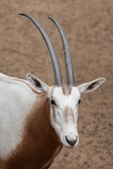 Scimitar oryx (Oryx dammah)