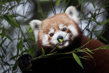Fototapeta premium Western red panda (Ailurus fulgens fulgens)