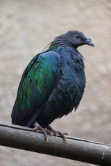 Nicobar pigeon (Caloenas nicobarica).