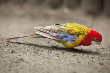 Naklejka premium Eastern rosella (Platycercus eximius).