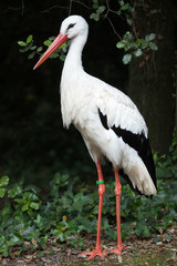 White stork (Ciconia ciconia).