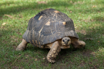 Obraz premium Radiated tortoise (Astrochelys radiata).
