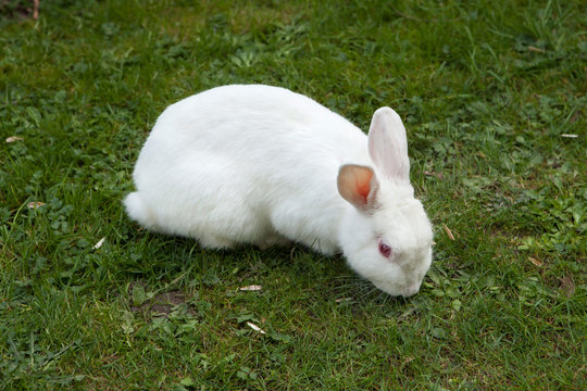 White rabbit. Albino laboratory animal of the domestic rabbit (Oryctolagus cuniculus).