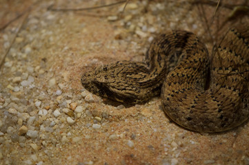 Snakes