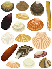 Collection of bivalve seashells isolated on white background