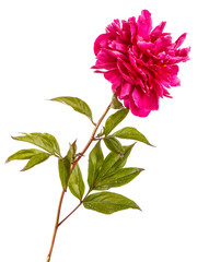 Red peony flower. Isolated on white background