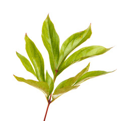 Green leaf of a peony plant. Isolated on white background