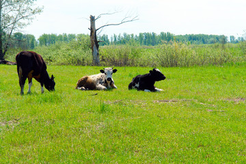 Three cows on a green meadow. One cow is standing, and two are lying on the grass