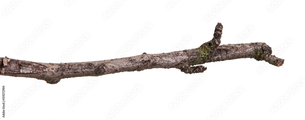 Wall mural dry branch of pear tree. isolated on white background